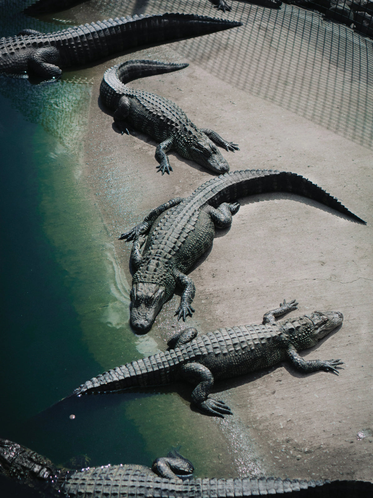 Wresting an Alligator in the Florida Everglades